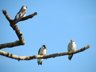 Animals in Brazil