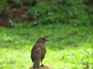 Fototapeta premium Animals in Brazil