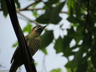 Animals in Brazil