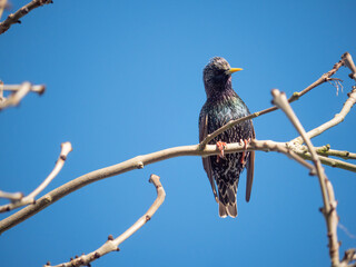 European starling