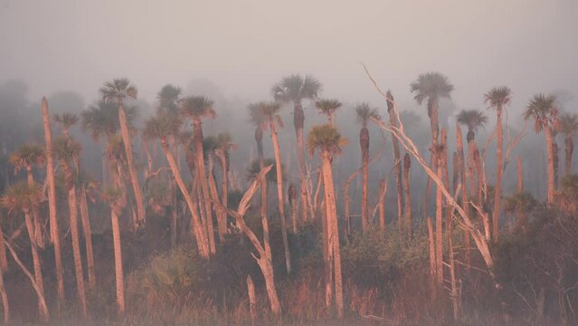Fog and palm trees at warm sunrise in the swamp wetlands of Florida