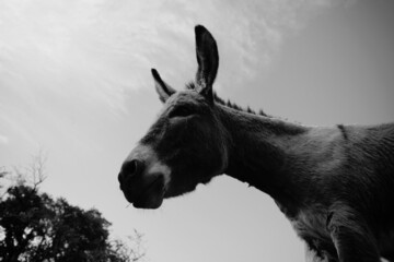 Mini donkey close up against sky background on farm for portrait.