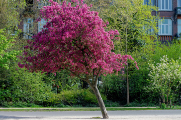 Selective focus branches of cherry blossoms, Purple flower are blooming in the spring season, Decorative apple tree with pink flowers in the public park, Ornamental nature floral background.