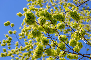 Selective focus of Ulmus minor samarae on the tree, Elm flowers in early spring, Elms are deciduous...