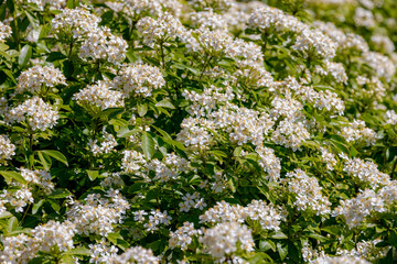Selective focus white flowers of Choisya ternata in spring, Green leaves of Mexican orange blossom with soft sunlight, Flowering plant in the family Rutaceae, Natural floral pattern background.