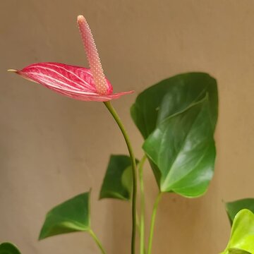 v&iacute;deo de flor se mexendo