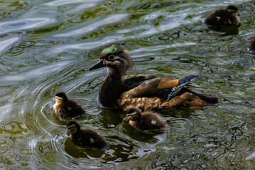 Duck and ducklings in a lake