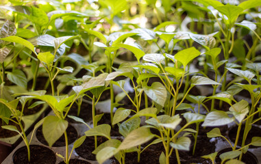 Bulgarian pepper seedlings at home before planting close-up