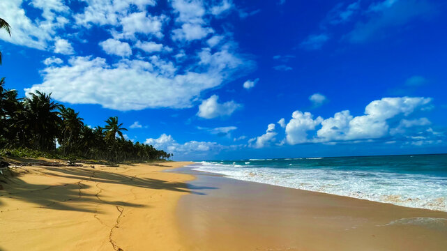 Dominican beach with palmas trees