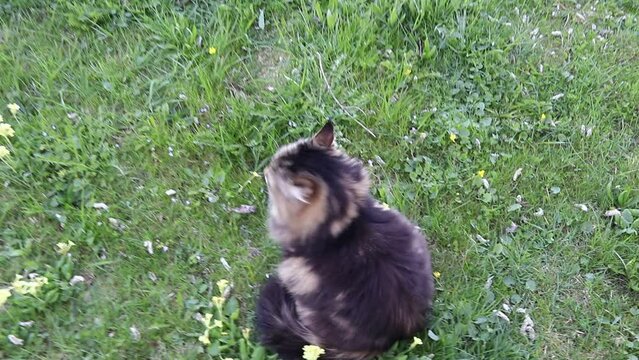 Lustiges Video von einer Norwegischen Waldkatze mit im Garten die angestupst wird