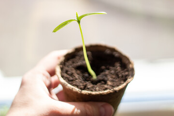 Cucumber seedlings in close-up. Cucumber sprouts