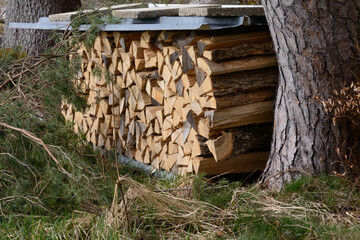 Stacked firewood in the forest