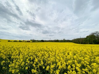 Fototapeta premium Blooming rapeseed field in a cloudy day, bright vibrant colours in England, Spring, season