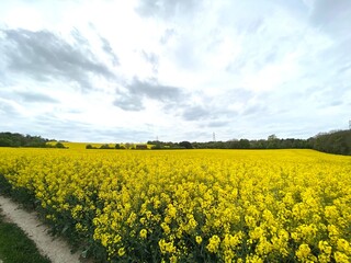 Fototapeta premium Blooming rapeseed field in a cloudy day, bright vibrant colours in England, Spring, season