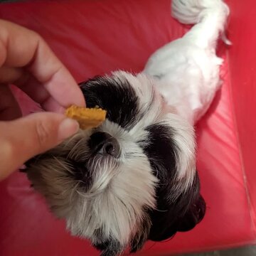 cachorro comendo petisco