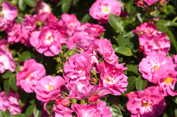 pink roses in the sun