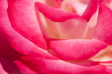 abstract rose petal background