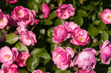 pink roses in the sun