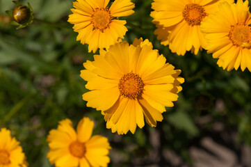 yellow flowers in the sun