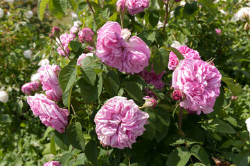 pink rose bush in the sun