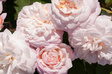robust pink roses in strong light