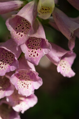 pink Digitalis or foxglove blossoms with spots on the inside