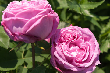 robust pink roses in the sun