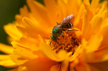 Agapostemon or metallic green sweat bee on a yellow flower (loving the stamen)