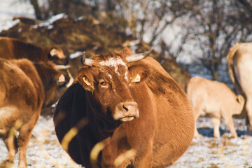 Fototapeta na wymiar cow in snow landscape, cow grazing in the snow,