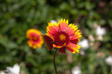 Gaillardia blossom in the garden