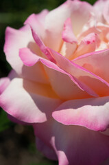 Fototapeta na wymiar close up of a variegated pink rose in the sun