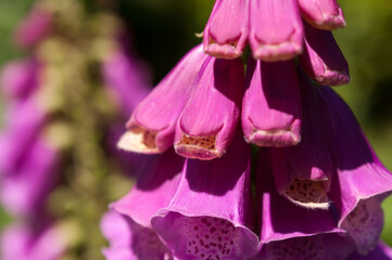 close up of foxglove buds and blossoms in the sun © eugen