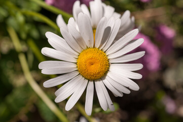 Obraz premium daisy flower closeup