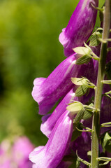 purple foxglove in profile with blank space © eugen