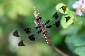 dragonfly on a branch