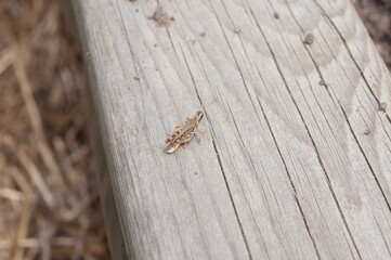 grasshopper on an old wooden plank in the garden