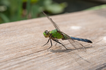 dragonfly on a wooden plank