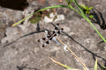 skimmer dragonfly (Libellula pulchella) on a dried plant stem near rocks and water