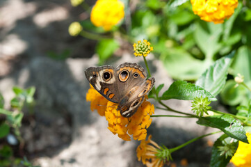 Junonia coenia or common buckeye