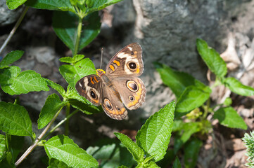 Junonia coenia or common buckeye