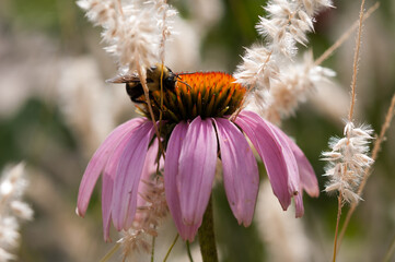 bee on a flower