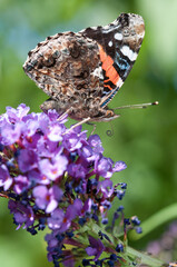 red admiral butterfly resting on a flower - profile view