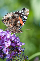 red admiral butterfly perched on a flower - profile view