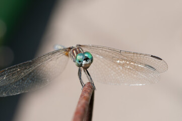 dragonfly in the sun