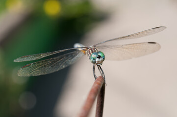 dragonfly on rusty metal with abstract bokeh background