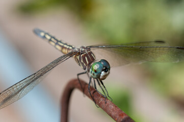 dragonfly in the garden