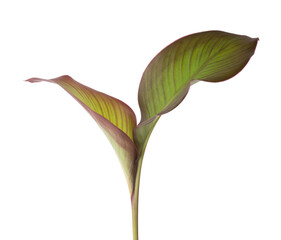 canna leaves, canna edulis, beautiful tropical green herbal plant isolated on white background