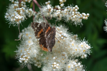 Vanessa cardui or painted lady on white flowers