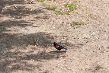 Agelaius phoeniceus or red-winged blackbird on the ground