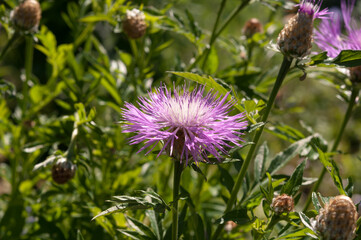 pink flower in the sun